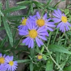 シオン　野菊　ノコンギク　アスター　種　100粒