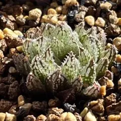 さち様 リクエスト 4点 まとめ商品