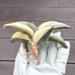 ｟幅22cm｠サンスベリア ロブスタ　発根済み 子株 抜き苗 希少 斑入り 幅22cm｠サンスベリア ロブスタ 発根済み 子株 抜き苗 希少 斑入り