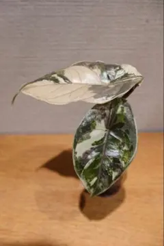 熱帯植物‼️レア‼️ アロカシア シンポ アルボ バリエガータ 斑入り