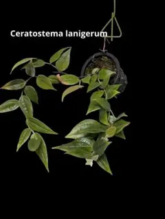 ceratostema pendens 大きめ株 着生ツツジ セラトステマ - メルカリ