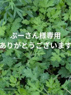 よもぎ　新鮮よもぎ新芽生葉230g 約130本水洗い済み鮮度保持袋入り薬品不使用のサムネイル