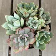 多肉植物　子株・脇芽ミニ苗5種とおまけセット　寄せ植え