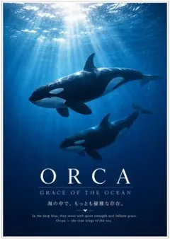 【ORCA】シャチ ポスター A4/A3対応 北欧モダン 海 アート インテリアのサムネイル
