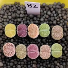 S36 多肉植物リトープス/コノフィツム/メセン カラフルセット 土なし