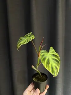 2026年最新】フィロデンドロンの人気アイテム - メルカリ