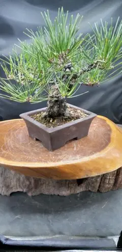 2025年最新】三河黒松の人気アイテム - メルカリ