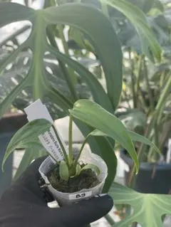 2025年最新】バールマルクス モンステラの人気アイテム - メルカリ