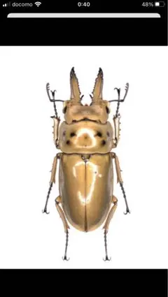 2025年最新】オウゴンオニクワガタ 標本の人気アイテム - メルカリ