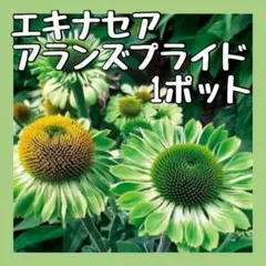 みん＊様 リクエスト 2点 まとめ商品