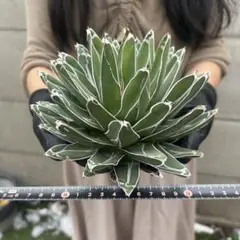 アガベ 笹吹雪 子株 多肉 観葉植物 サボテン チタノタ ドライガーデン