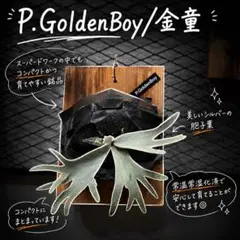 P.GoldenBoy(Spore) 常温常湿化済 中サイズ株 P.GoldenBoy(Spore) 常温常湿化済 中サイズ株 - メルカリ