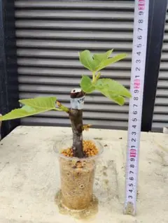 イチジク いちじく ビオレソリエス 苗のサムネイル