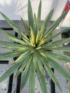 2026年最新】ユッカ グロリオサ 斑の人気アイテム - メルカリ