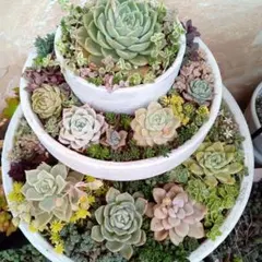 多肉植物セダムカット苗38品種♥初心者様向けオマケ付きお得セット