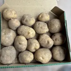 男爵ジャガイモのサムネイル