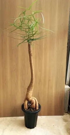 SOICHIRO様 リクエスト 2点 まとめ商品