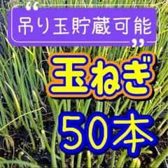 2026年最新】たまねぎ苗の人気アイテム - メルカリ
