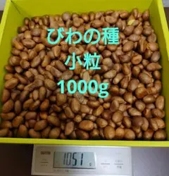 どんぐり 1000個 12月採取 水洗い 煮沸処理 陰干し 砲弾型 磨き 大量