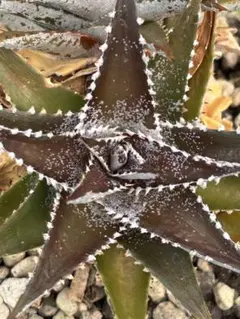 DBディッキア Dyckia Bill Baker hyb #232 ⑶ DBディッキア Dyckia Bill Baker hyb #232 ⑶ - メルカリ