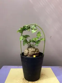 2026年最新】ドラゴンアガベの人気アイテム - メルカリ