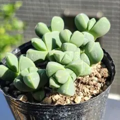 多肉植物 レーマニー 抜き苗 A - メルカリ