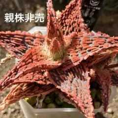 2026年最新】アロエハイブリッドの人気アイテム - メルカリ