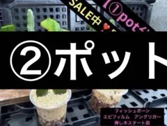 ②ポットフィッシュボーン エピフィルム　アングリガー　 挿し木苗のサムネイル