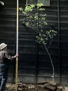 楠　2m～3m内外 楠 2m～3m内外 - メルカリ