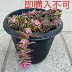 多肉植物　リヤド錦　抜き苗 多肉植物。 法師錦8株抜き苗セット セール。メルカリ便発送 - メルカリ