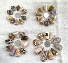 天然貝殻 カラフルで可愛いイモ貝セット ハンドメイド レジン 工作用 NO31