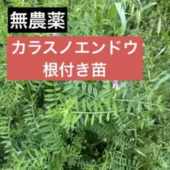 カラスノエンドウの強化種、安心30粒＋プティ粗品＋匿名送料無料、同