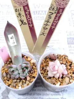 2026年最新】おらいさん葉挿しの人気アイテム - メルカリ