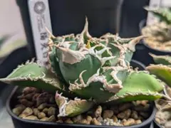 チタノタ「陽炎白鯊」OC子株① 選抜ホオジロザメ 発根活着済 鉢ごと発送のサムネイル
