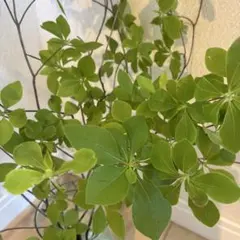Bambi..☆ 様　専用