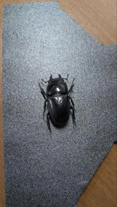 スマトラオオヒラタ極太（アチェ)♀53.9mm単品 スマトラ オオヒラタ アチェの通販