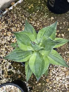 翔*様 アガベ　オバティフォリア　キラー　発根済み　鉢ごと　メルカリ便 アガベ オバティフォリア キラー - メルカリ