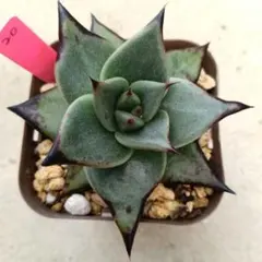 さちこ様 リクエスト 2点 まとめ商品