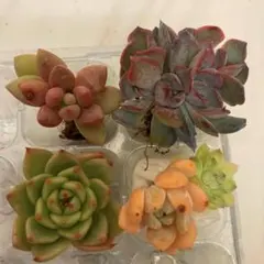 10 エケベリア　韓国種　多肉植物　五種　寄せ植え　セット