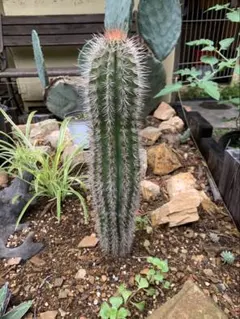 ブリンチュウ　柱サボテン 観葉植物 庭植え　ロックガーデン ブリンチュウ 柱サボテン 観葉植物 庭植え ロックガーデン - メルカリ