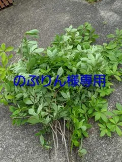 のぶりん様専用　クロモジ生の枝葉　ハーブ　染料　茶　漢方　保存食　挿し木クロモジ