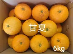 나가사키현산 아마나츠 6kg 150