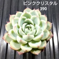 コロポックル様 リクエスト 3点 まとめ商品