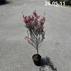 ブルー系大型ギボウシ　１株　抜き苗（土・ポットなし）写真のもの　ヤマト便発送 ブルー系大型ギボウシ 1株 抜き苗（土・ポットなし）写真のもの