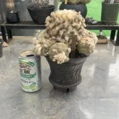 は*く様 銀冠玉 実生 鉢植えメルカリ便送料込み は*く様 銀冠玉 実生 鉢植えメルカリ便送料込み 【公式通販】