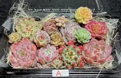 全部名前付き❣️多肉植物❤️エケベリア等とセダムカット苗詰め合わせセットＡ❣️韓国苗