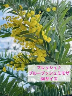 ★60サイズ箱いっぱい♪ フレッシュ ブルーブッシュミモザ 生花 アカシア