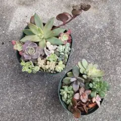 本日のみセール 多肉植物 14種類セット カット苗 寄せ植えセット