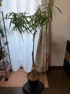 ブラキキトン　ディスカラー　ボトルツリー　希少　着払い　引き取り希望 ブラキキトン ディスカラー ボトルツリー 希少 着払い 引き取り希望