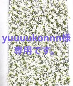 押し花素材、yuuuukonnn様専用です。ユーホルビアダイヤモンドスノー。